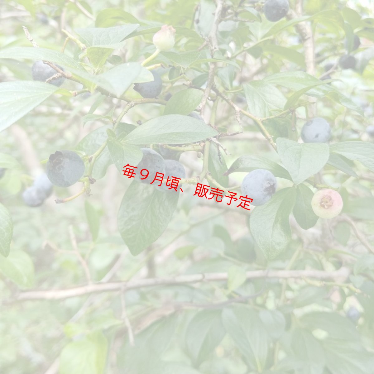 画像2: 【季節限定】 無農薬ブルーベリージャム 〜バルサミコ風味〜 (2)