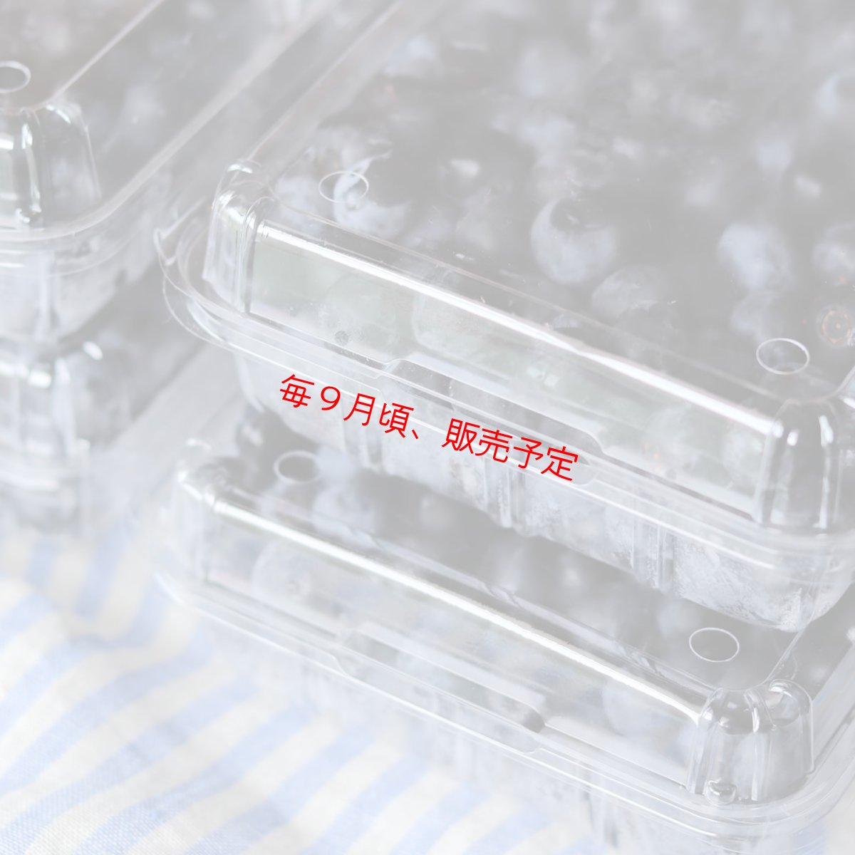 画像4: 【季節限定】 無農薬ブルーベリージャム 〜バルサミコ風味〜 (4)