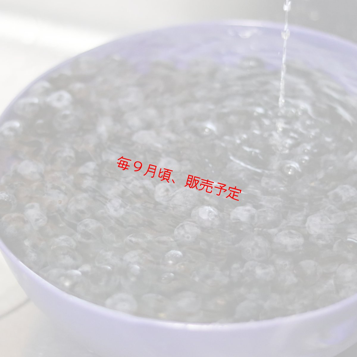 画像5: 【季節限定】 無農薬ブルーベリージャム 〜バルサミコ風味〜 (5)