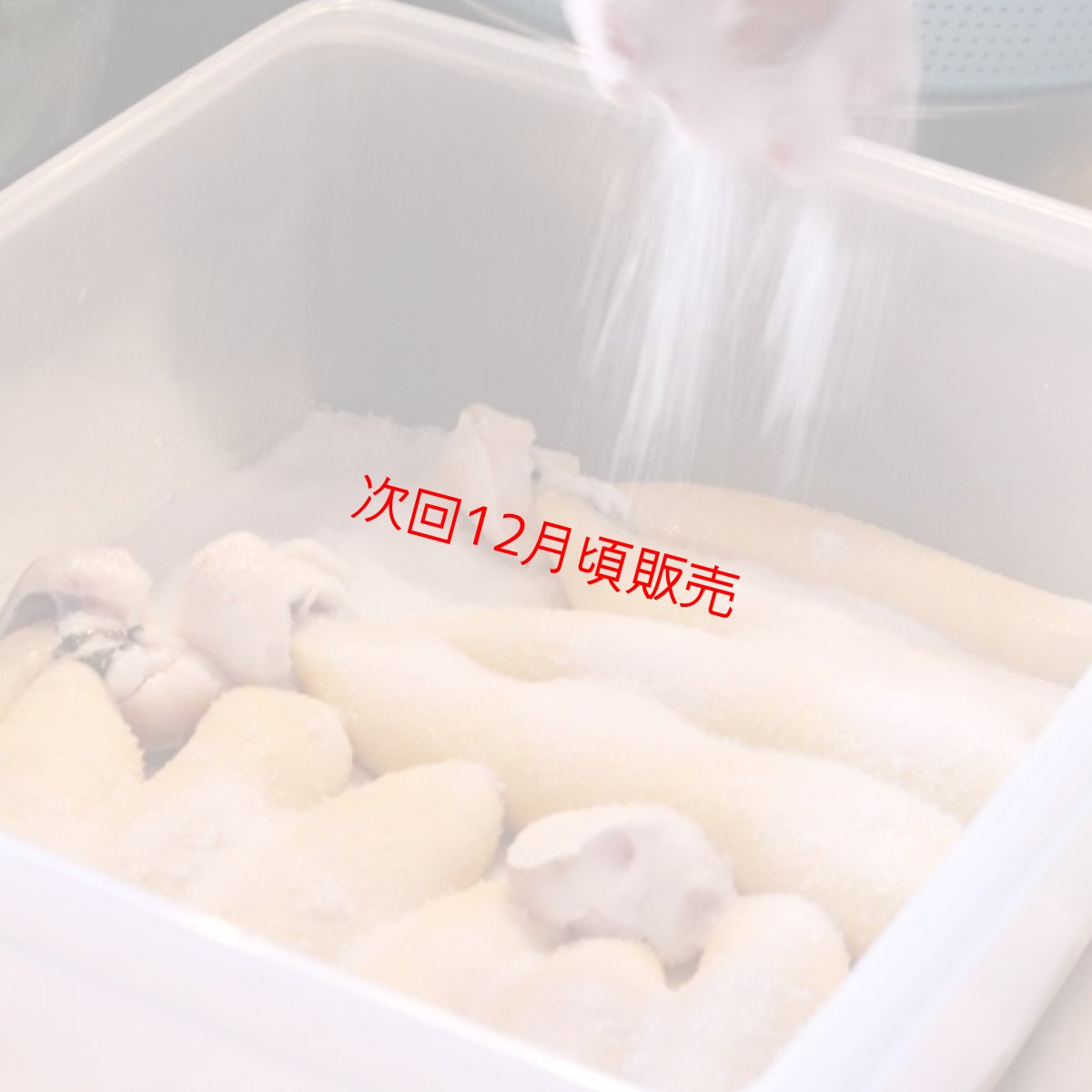 画像7: 【冬季限定】 12/16以降にお届け! 手仕事からすみ(1本60g以上) (7)